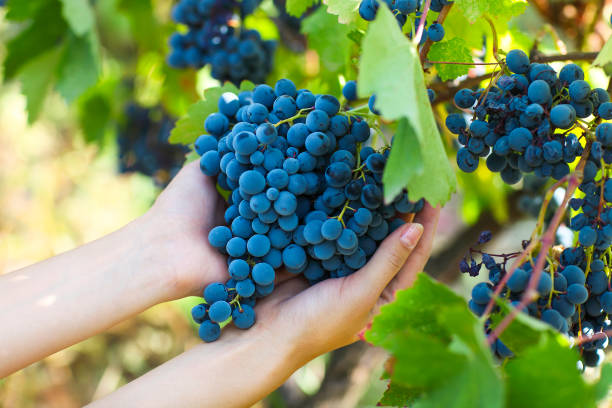 Grapes harvest. Young farmer woman with freshly harvested grapes. Close up