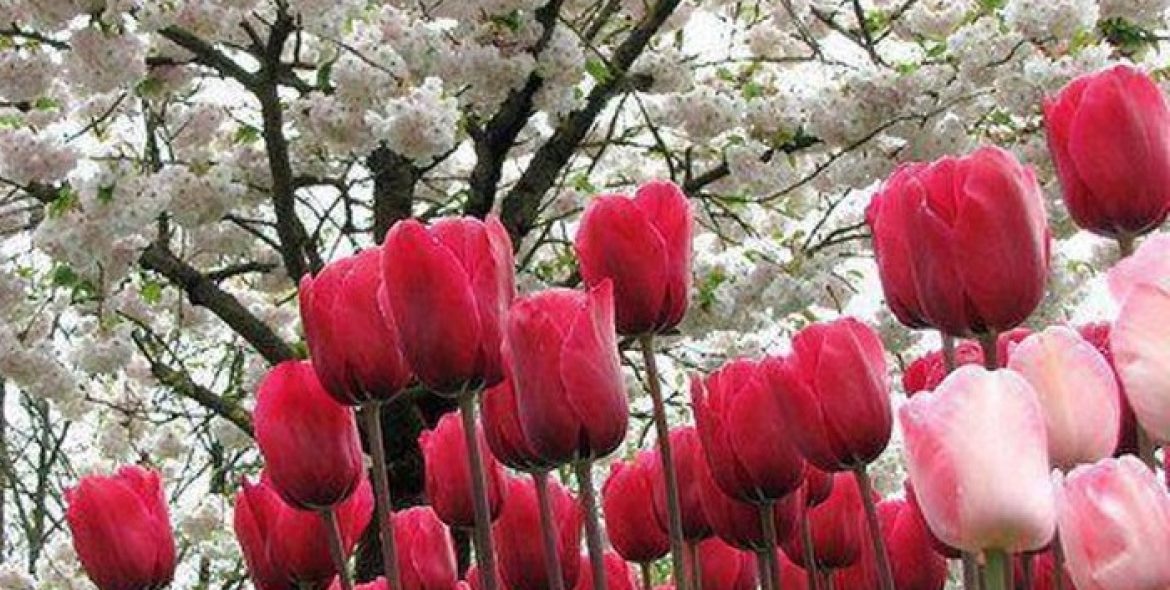Naturaleza-1